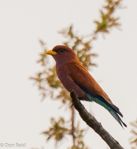 Broad-billed Roller, Seboba Nature Park Kasane