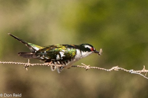 Diderik Cuckoo, Herbertsdale south