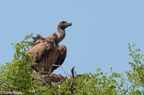 White-backed Vulture