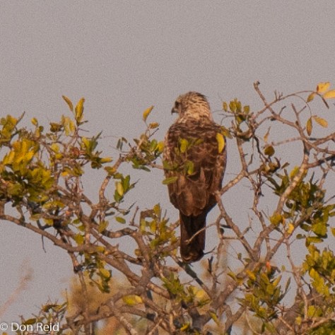 Wahlberg's Eagle (Pale form)