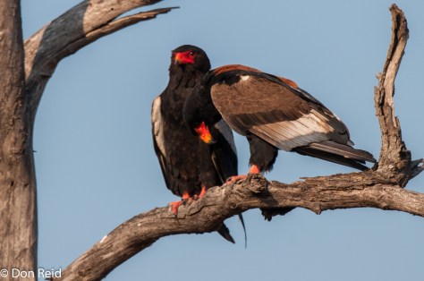 Bateleurs preening
