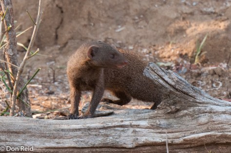 Dwarf Mongoose