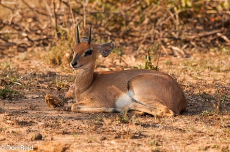 Steenbok