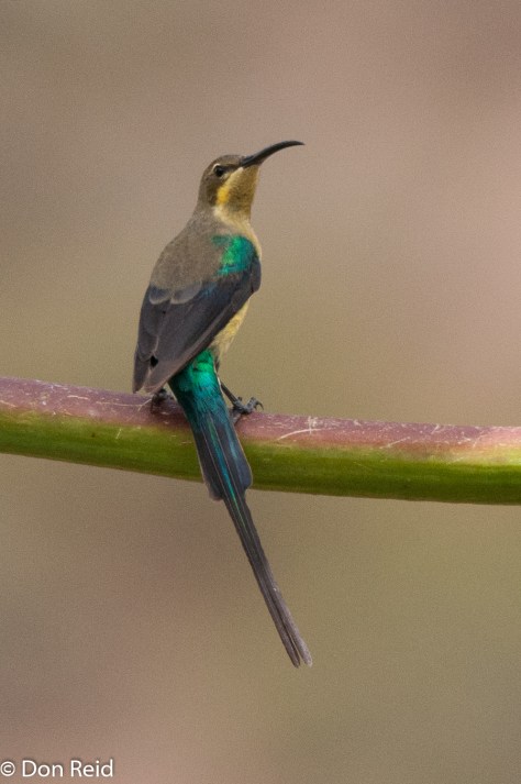 Malachite Sunbird, Valsriviermond