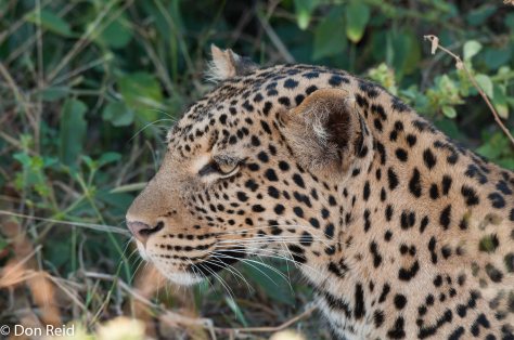 Leopard, Chobe Game Reserve