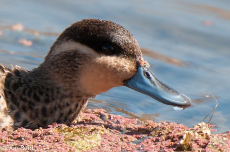 Hottentot Teal, Marievale