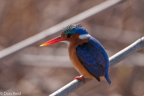 Malachite Kingfisher, Marievale