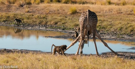 Giraffe at waterhole, Chobe Game Reserve
