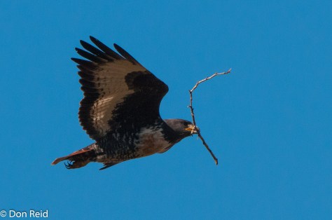 Jackal Buzzard with nest material, Mossel Bay-Herbertsdale