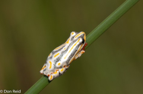 Painted Reed Frog, Mozambique
