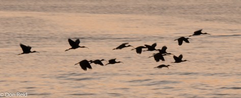 Glossy Ibis, Chobe Game Reserve