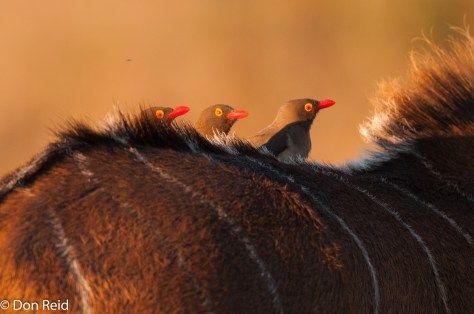 Red-billed Oxpecker, Chobe Game Reserve