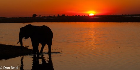 Elephant at sunset, Chobe Game Reserve