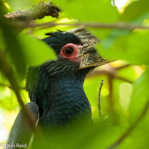 Trumpeter Hornbill, Victoria Falls