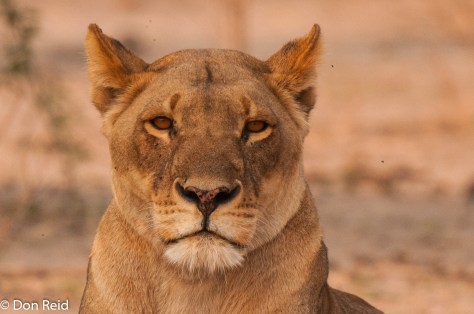 African Lion, Chobe Game Reserve