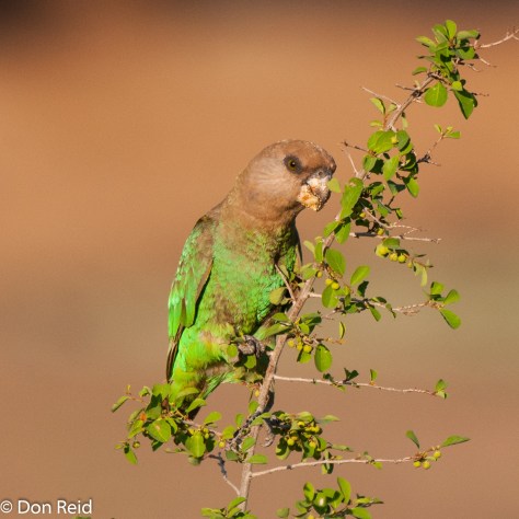 Brown-headed Parrot, Satara - Orpen H7