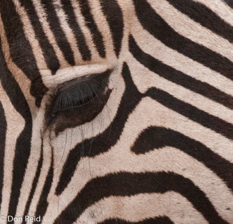 Burchell's Zebra, Satara - Nwanetsi S100