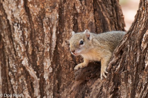 Tree Squirrel, Satara
