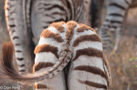 Zebra juvenile, Satara
