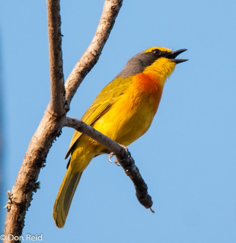 Orange-breasted Bush-Shrike, Satara