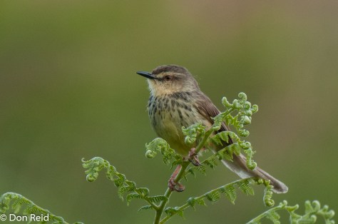 Drakensberg Prinia, Verlorenkloof