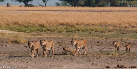 Pride of Lions, Chobe Riverfront