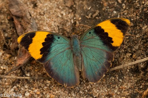 Gold-banded forester, Mozambique