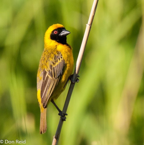 Southern Masked-Weaver