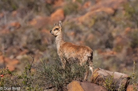 Klipspringer