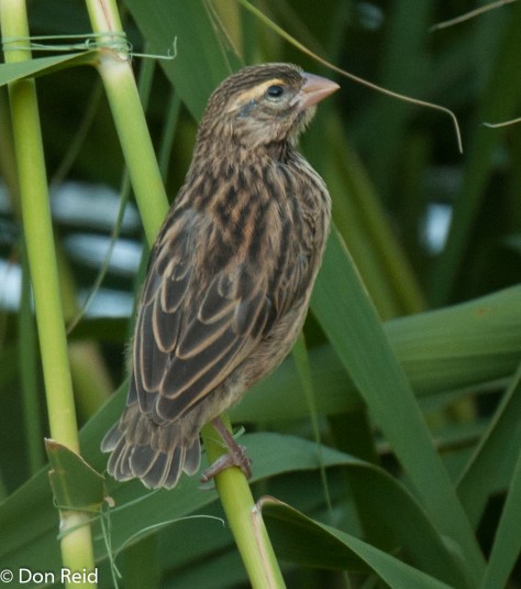 Southern Red Bishop (Female)