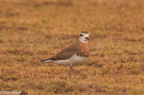 Caspian Plover, New Holme Guest Farm, Hanover