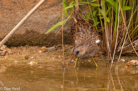 Spotted Crake, Waterfall Estate