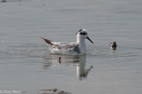 Red Phalarope, Mkhombo Dam