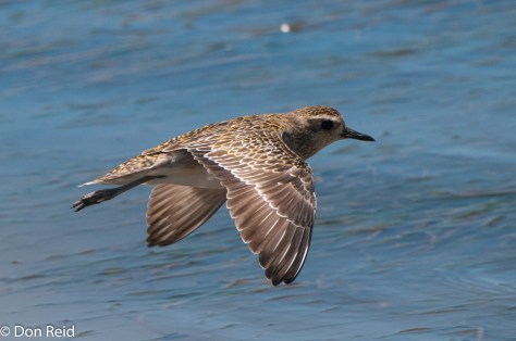 Pacific Golden Plover, Gouritzmond