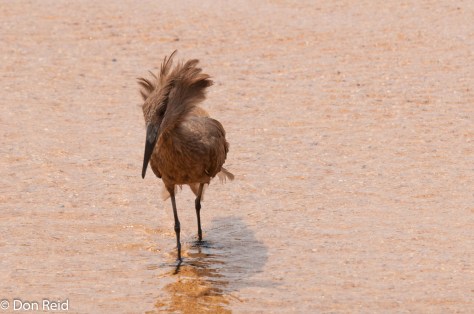 Hamerkop, Bridge near Skukuza
