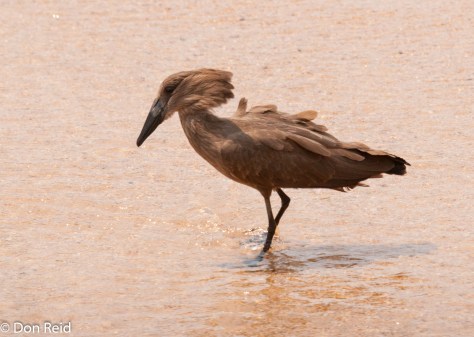 Hamerkop, Bridge near Skukuza
