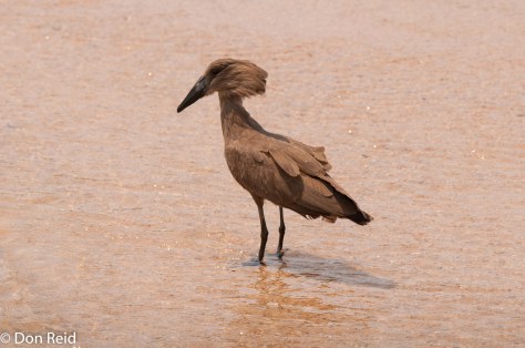 Hamerkop, Bridge near Skukuza