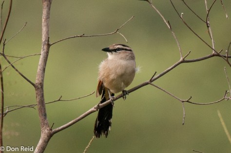 Brown-crowned Tchagra