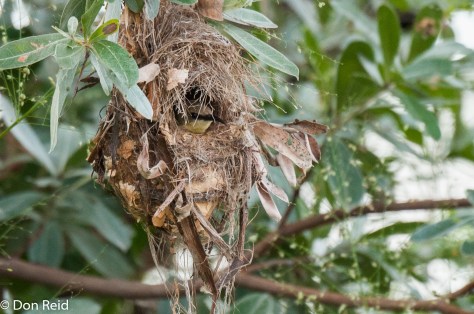 Copper Sunbird (Female) at nest