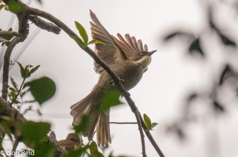 Yellow-throated Leaflove