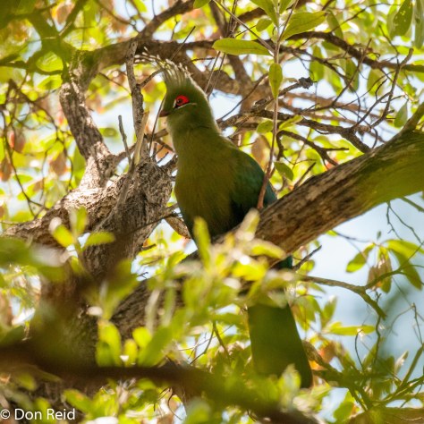 Schalow's Turaco