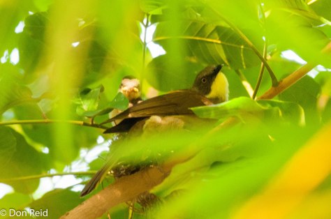 Yellow-throated Leaflove