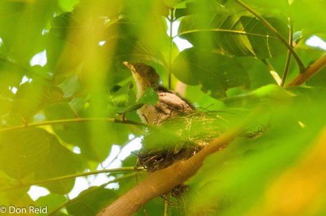 Yellow-throated Leaflove nestling