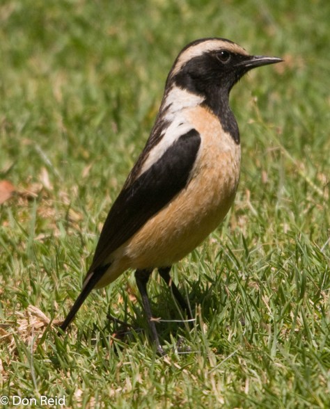 Buff-streaked Chat