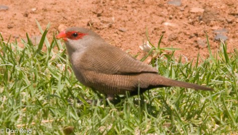 Common Waxbill, Verlorenkloof