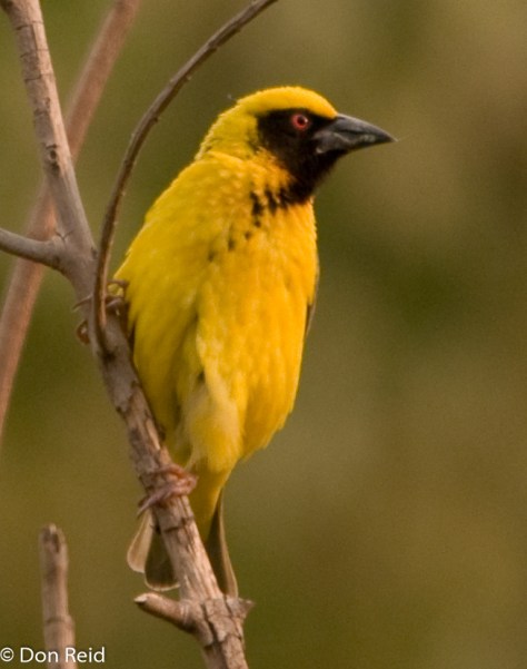 Village Weaver