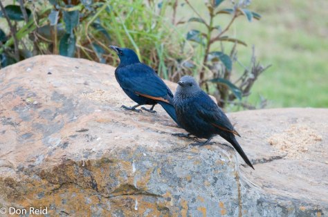 Red-winged Starling, Verlorenkloof