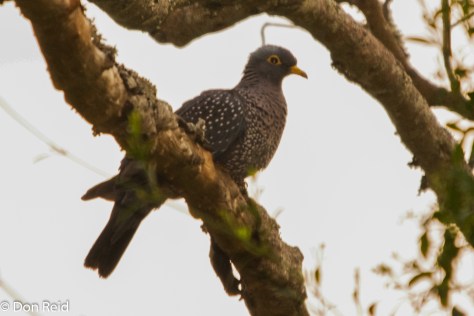 African Olive-Pigeon, Verlorenkloof