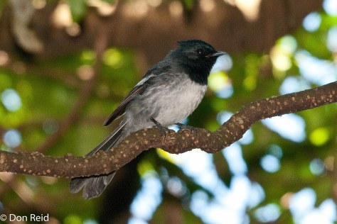 Blue-mantled Flycatcher, Verlorenkloof