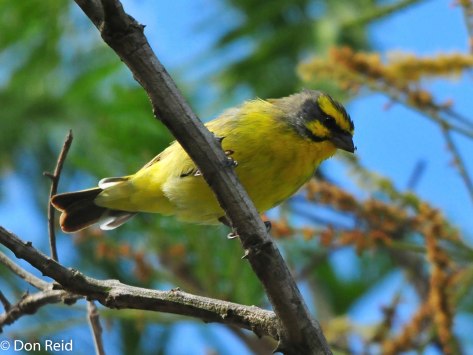 Yellow Canary, Verlorenkloof